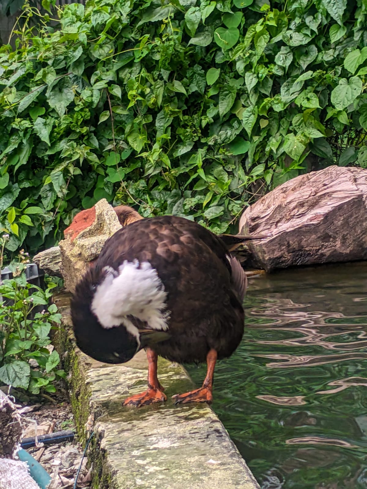 Ducks at Tudor Farm Cottages in Rohini Tea Garden